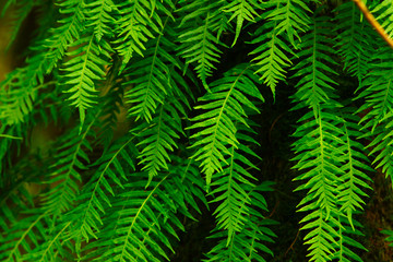 a picture of an Pacific Northwest Sword fern plants