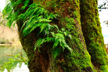 a picture of an pacific Northwest forest with a old growth Hemlock tree and ferns