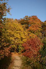 Herbstliche Stimmung im Schlosspark am Lingnerschloss