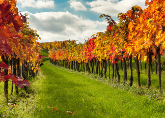 Vineyards near Weissenkirchen Wachau Austria in autumn colored leaves