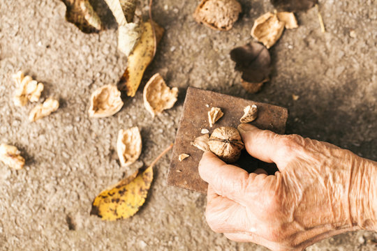 Old hand breaking walnuts with hammer