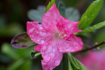 Pink flower with rain droplets