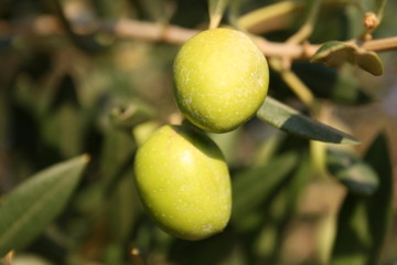 olives on the branch