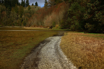 a picture of an Pacific Northwest forest and shoreline trail