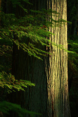 a picture of an Pacific Northwest forest with old growth Hemlock tree