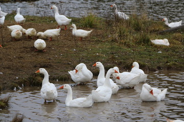 a flock of white geese bathing in the river and walking along the shore