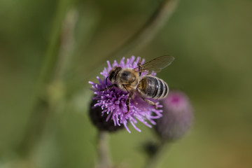 Bumblebee on purple flower