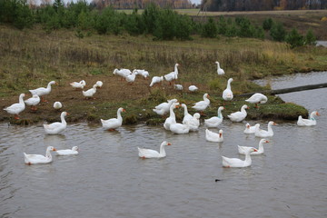 a flock of white geese bathing in the river and walking along the shore