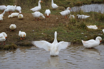 a flock of white geese bathing in the river and walking along the shore