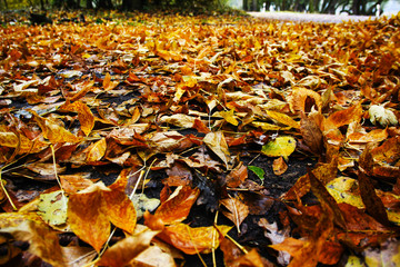 colorful foliage covers the ground