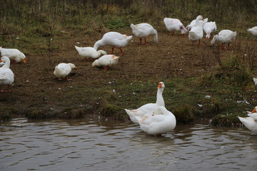 a flock of white geese bathing in the river and walking along the shore