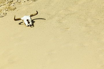 Bull skull on sand dune