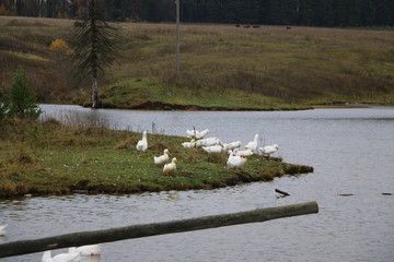 Obraz premium a flock of white geese bathing in the river and walking along the shore