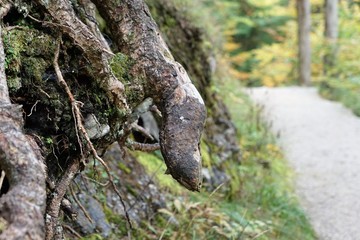 Region Wilder Kaiser in der Nähe von Ellmau, Scheffau und Kitzbühel in Österreich 