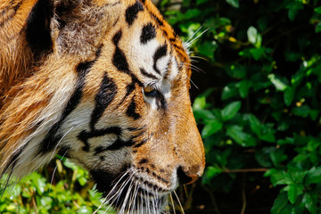 Fototapeta na wymiar tiger close up