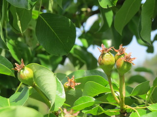Favorite fruits! Young pear. (The Vast Russia! Sergey, Bryansk.) © Sergey Politov