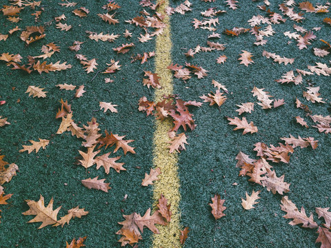 Autumn oak leaves on athletic sports field
