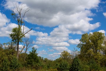 Obraz premium The fluffy white clouds above the treetops.