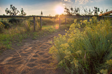 Sandy pathway with footprints and green plants, at sunset, with beautiful golden light. Porto Caleri botanical Park, Italy.
