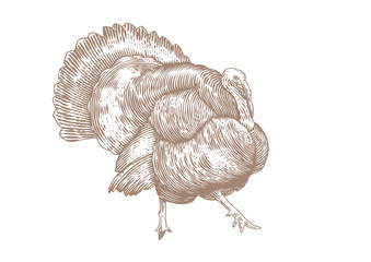 Live turkey