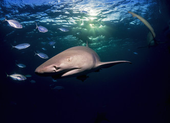 Naklejka premium OLYMPUS DIGITAL CAMERA