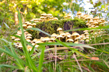 Pilzkreis am Baumstumpf