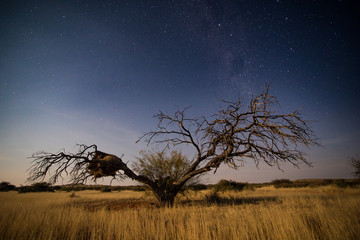 Close up image of a tree in sunset in the Karoo in South Africa 