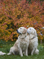 Moscow, Russia, October 2017, dog breed golden retriever for a walk in the autumn park