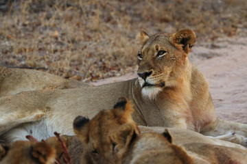 Pack of South African lions eating at a killed zebra in the Kruger National Park, South Africa