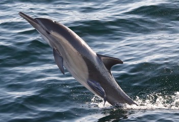 Fototapeta premium Common dolphin