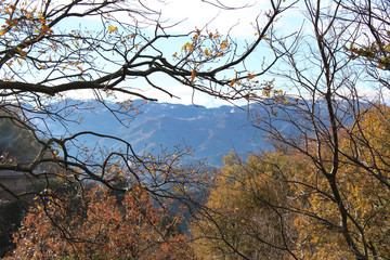 Southern Italian hills, framed by trees. Calabria, Italy.