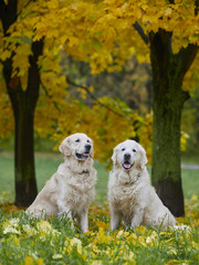 Moscow, Russia, October 2017, dog breed golden retriever for a walk in the autumn park