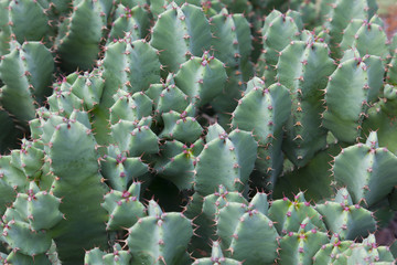 Vierkantige Euphorbie, Euphorbia resinifera, Harz-Wolfsmilch