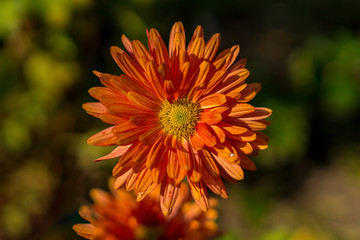 orange dahlie