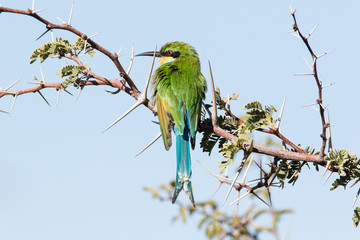 Close up view of a bird sitting on a branch in the karoo 