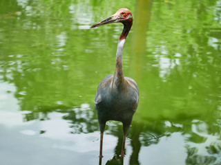 saruscrane