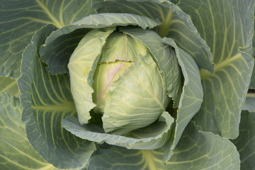 Cabbage growing in the garden at my farm.