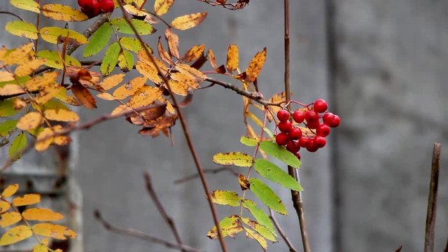 autumn red berries rowanberry with autumn trees and yellow green leaves