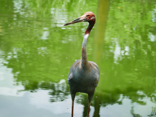 saruscrane
