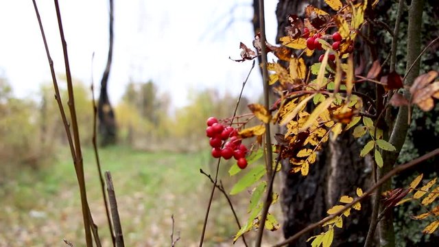 autumn red berries rowanberry with autumn trees and yellow green leaves   with background blur
