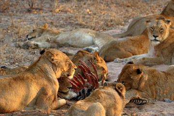 Pack of South African lions eating at a killed zebra in the Kruger National Park, South Africa