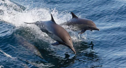 Gordijnen Spelende dolfijnen © Elizabeth