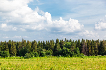 Green field, dense wood