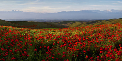 Spring landscape, glowing in the setting sun Maki.