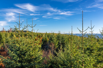 Autumn landscape - Black Forest. View over the autumnal Black Forest late afternoon.