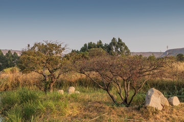 African trees with sunset. Lubango. Angola.