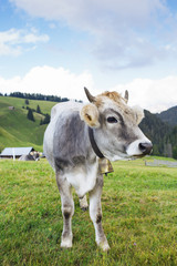 Fototapeta na wymiar Graue Kuh mit Glocke auf der Alm 