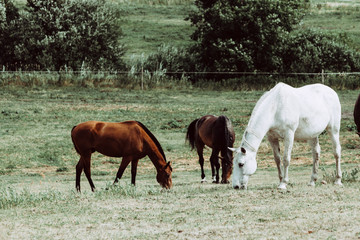 Horses herd on meadow field during summer