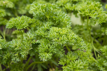 Parsley grows in the garden at my farm.