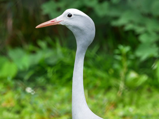 Naklejka premium bird head